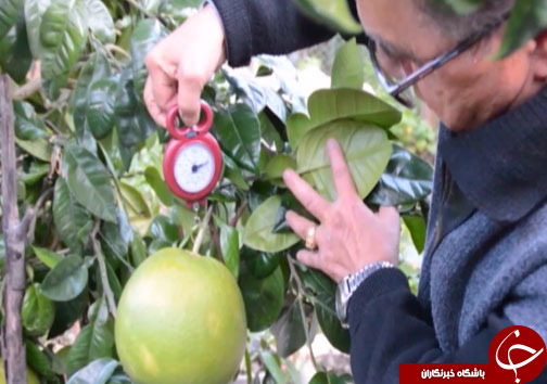جلوه رنگارنگ مرکبات در باغ&zwnj;های شمال کشور + فیلم