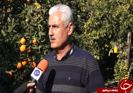 جلوه رنگارنگ مرکبات در باغ&zwnj;های شمال کشور + فیلم