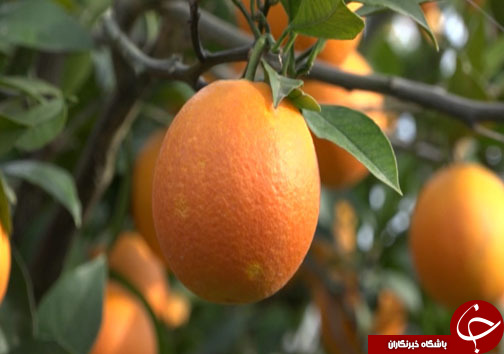 جلوه رنگارنگ مرکبات در باغ&zwnj;های شمال کشور + فیلم