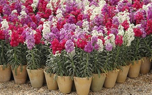 چه گلهایی را برای عید در باغچه خانه بکاریم؟ چه گلهایی را برای عید در باغچه خانه بکاریم؟