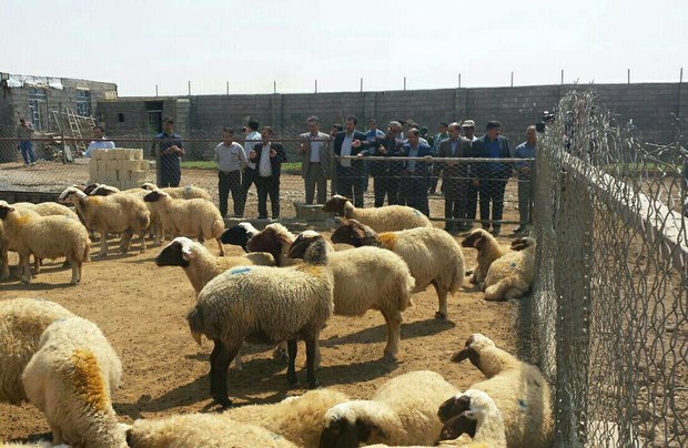 بهره برداری از ۸ طرح دامپروری و آب و خاک در بردسیر