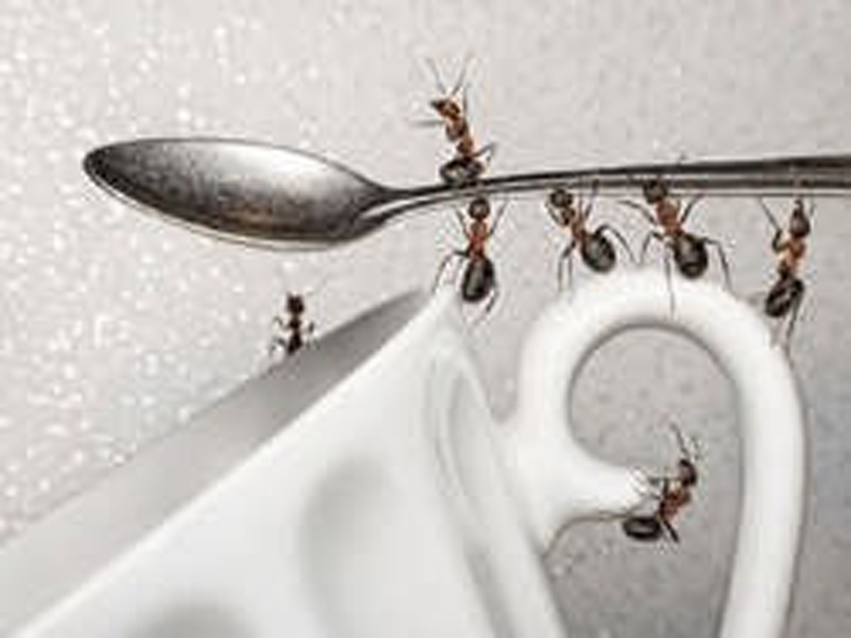 با این ترفند‌ها شر مورچه‌ها را از خانه خود کم کنید