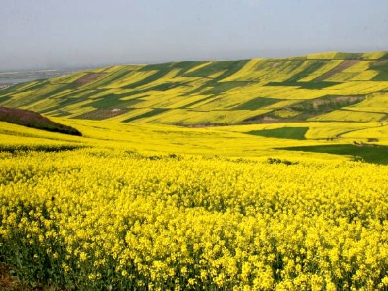 رونق میلیاردی محصولات کشاورزی خوزستان/موفقیت صادرات در گرو ورود بخش خصوصی