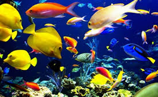 خانه شیشه&zwnj;ای آبی رنگ اقیانوسی کوچک برای تن پوشان پولکی