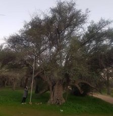 پنج درخت کهنسال بوشهر در فهرست آثار ملی ثبت شد
