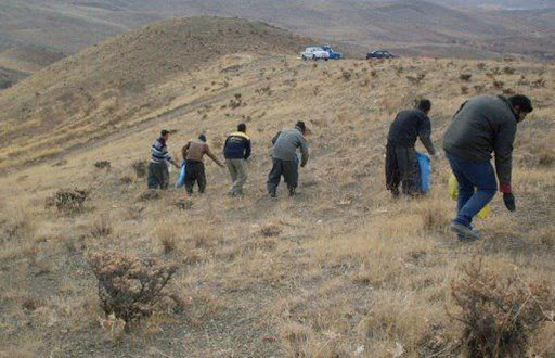 کپه کاری و احیای ۱۰۴ هکتار از مراتع همدان