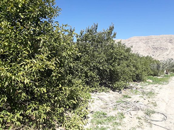 سرما بیش از ۶۳ میلیارد ریال خسارت به جای گذاشت