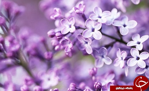 طلوع جاودانه گل محمدی/چرا حضرت فاطمه(س)بهانه خلقت است؟