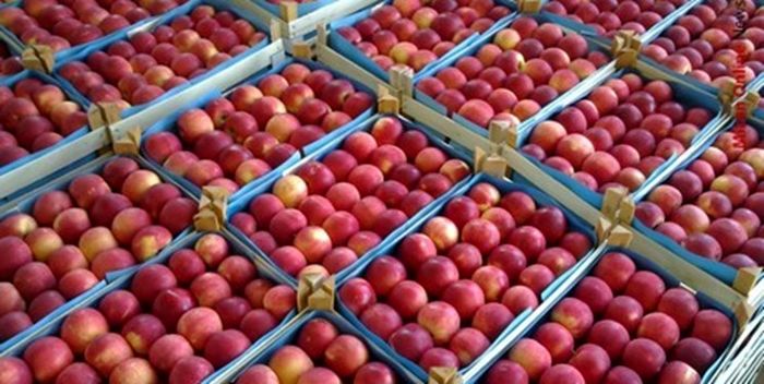 وزارت صمت ۲۵ هزار تن از محصول سیب آذربایجان غربی را خریداری کرده است
