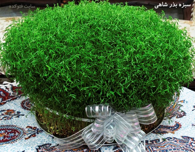 آموزش رویاندن سبزه عید با ۵ روش+ نکات طلایی برای پر پشت شدن