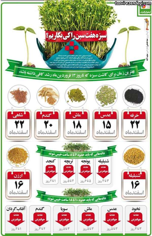بسته خبری////آموزش سبز کردن سبزه عید با ۵ روش + نکات طلایی برای پر پشت شدن سبزه عید/////دپوی عید تنها///29 اسفند