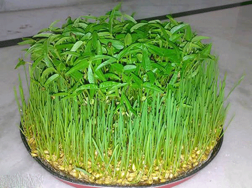 بسته خبری////آموزش سبز کردن سبزه عید با ۵ روش + نکات طلایی برای پر پشت شدن سبزه عید/////دپوی عید تنها///29 اسفند