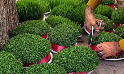 بسته خبری////آموزش سبز کردن سبزه عید با ۵ روش + نکات طلایی برای پر پشت شدن سبزه عید/////دپوی عید تنها///29 اسفند