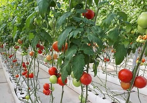 توصیه‌های هواشناسی کشاورزی