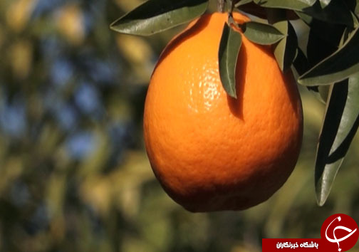 جلوه رنگارنگ مرکبات در باغ&zwnj;های شمال/زعفران کالایی به نام ایران و به کام دلالان/ پیک نوروزی به خاطره&zwnj;ها پیوست/حال نگین آبی آذربایجان خوب است
