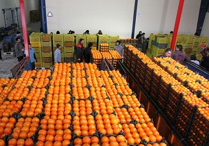 ذخیره سازی ۸۰۰ تن سیب و پرتقال در چهارمحال و بختیاری