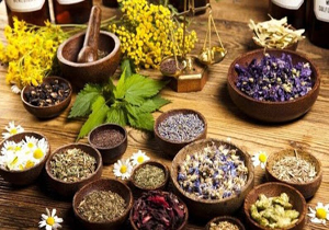 اختصاص ۸۰ هکتار از زمین‌های لارستان به کشت گیاهان دارویی