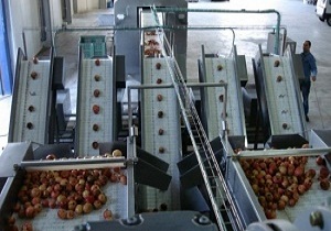 صادرات کنسانتره انگور و سیب از شاهرود