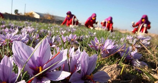 انتقال زعفران خرید حمایتی به خارج از کشور کذب است