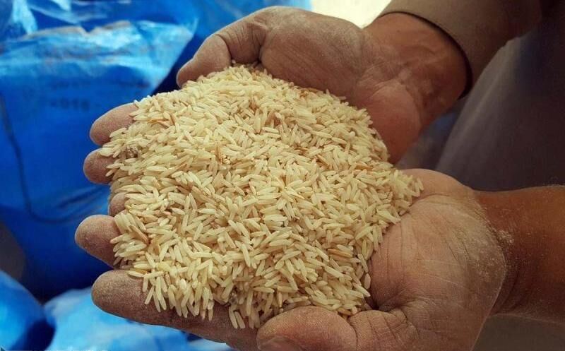 آغاز توزیع ۱۲۰ تن بذر گواهی شده برنج