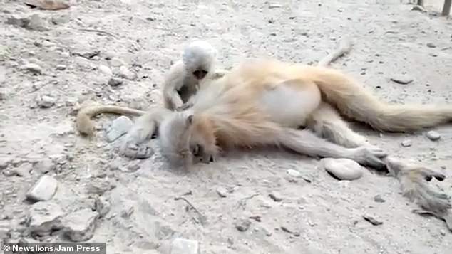 میمون