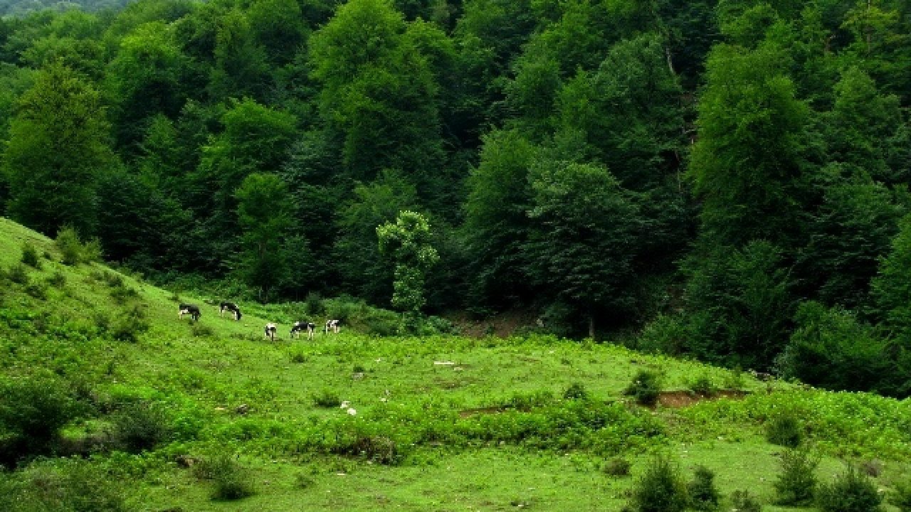 جاهای دیدنی گلستان را بشناسید/سفر به جنگل چهل چای ایران در ایام نوروز