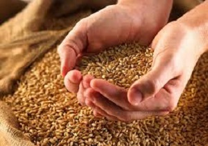 ۱۶ تُن گندم قاچاق در الیگودرز کشف شد