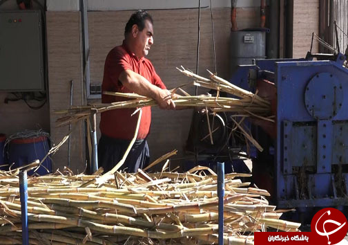 درآمد شیرین باغداران شمالی از نی&zwnj;های شیرین + فیلم
