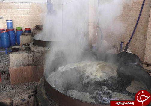 درآمد شیرین باغداران شمالی از نی&zwnj;های شیرین + فیلم