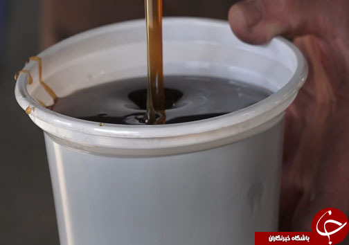 درآمد شیرین باغداران شمالی از نی&zwnj;های شیرین + فیلم
