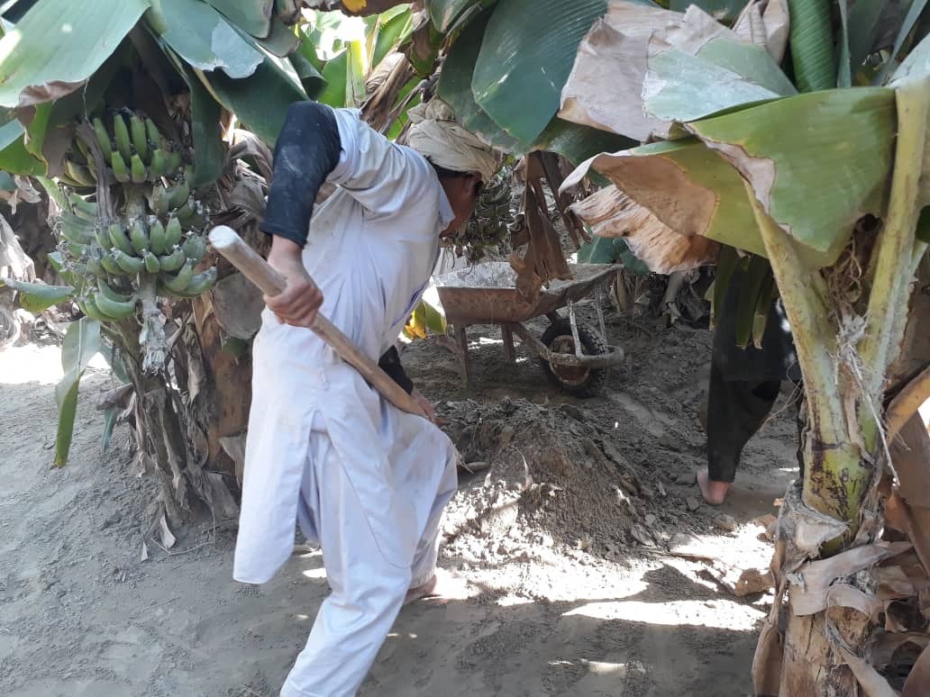 ۳۵۰۰هکتار از باغات موز از سیل اخیر در زرآباد دچار آسیب جدی شد