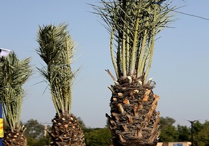 کاشت ۲۰۰ نفر نخل زاهدی در ساحل غربی رودخانه کارون