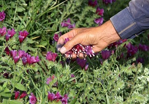 کشت گیاهان دارویی در فضای سبز شهری
