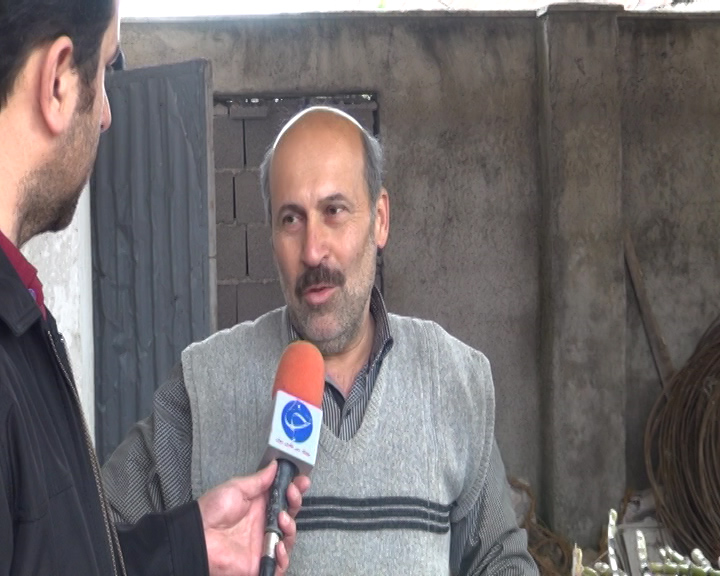 برداشت و استحصال ۳۰ تن شکر سیاه در گیلان