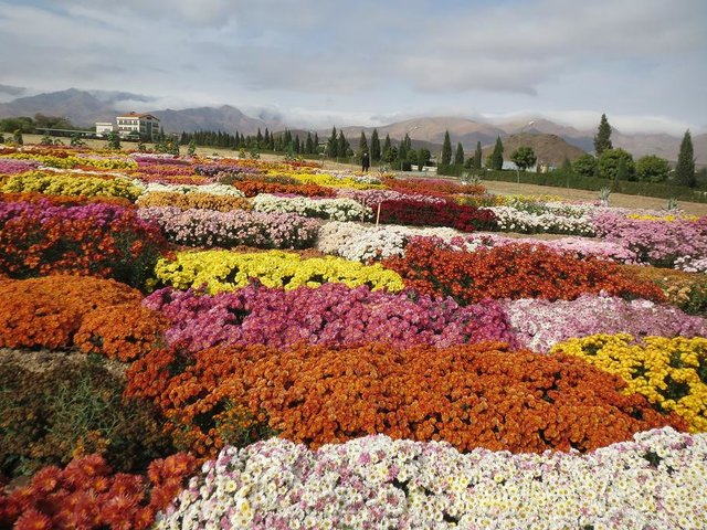صادرات ۸۵ میلیون دلاری گل وگیاهان زینتی از ایران