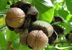 تولید بیشترین محصولات باغی در سامان