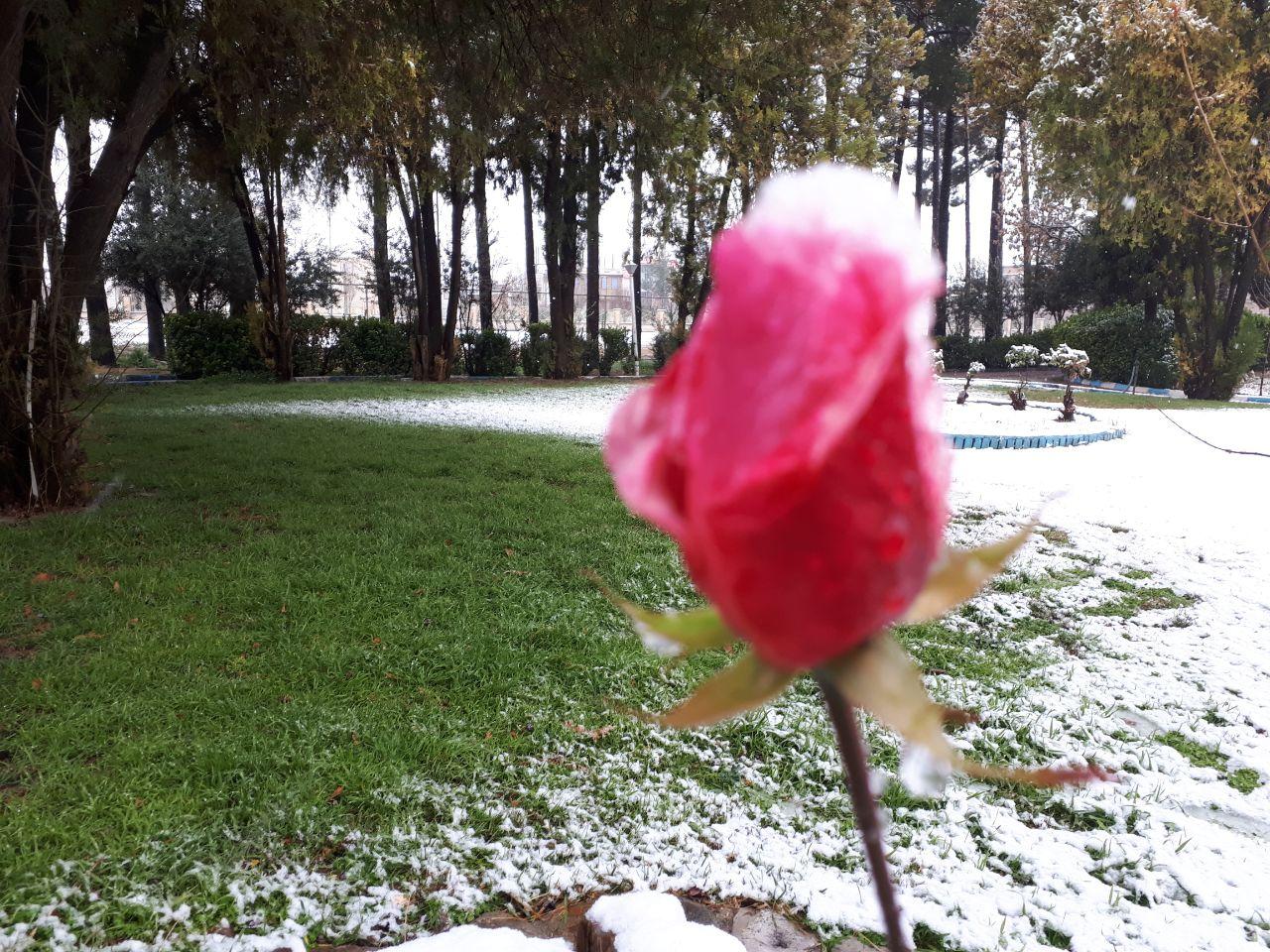 بارش برف و تلاقی بهار و زمستان در خرم آباد