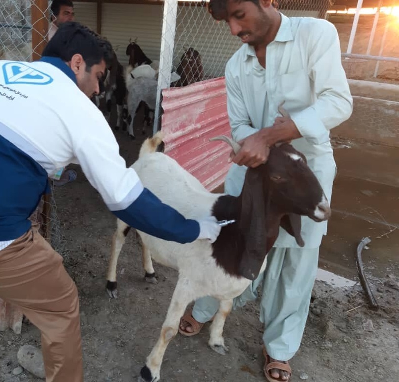 ۴۰۰۰ راس دام سبک وسنگین در مناطق سیلزده چابهار واکسینه شدند