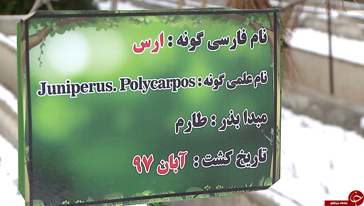 بزرگترین نهالستان شمالغرب کشور خزانه&zwnj;ای پربار برای حفظ پوشش جنگلی