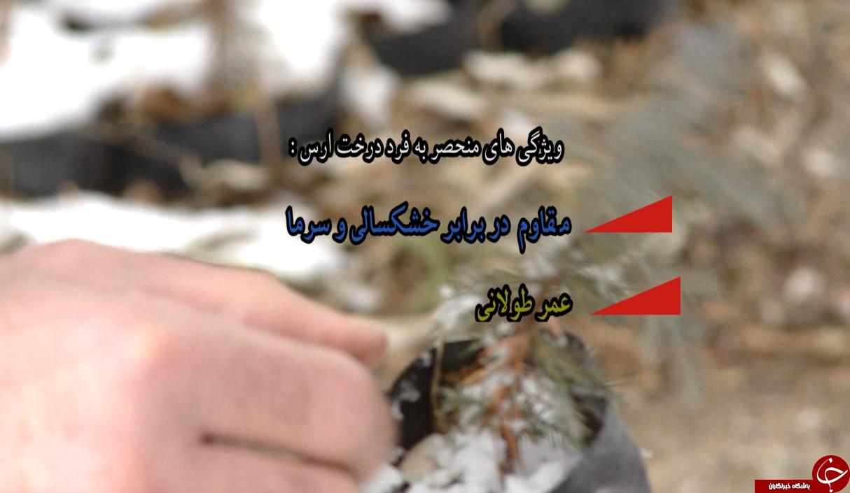 بزرگترین نهالستان شمالغرب کشور خزانه&zwnj;ای پربار برای حفظ پوشش جنگلی