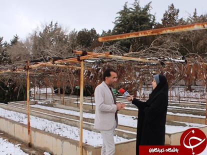 بزرگترین نهالستان شمالغرب کشور خزانه&zwnj;ای پربار برای حفظ پوشش جنگلی