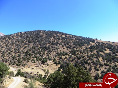 بزرگترین نهالستان شمالغرب کشور خزانه&zwnj;ای پربار برای حفظ پوشش جنگلی