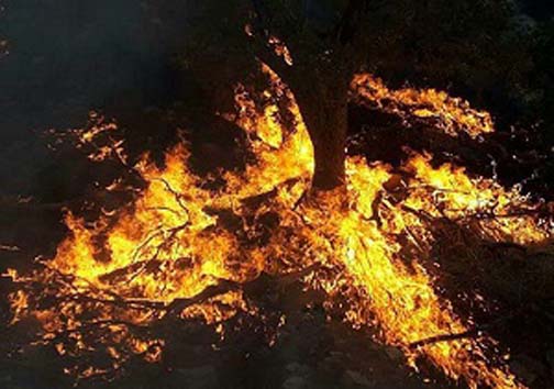 نابودی طبیعت تهدید جدی برای حیات انسان