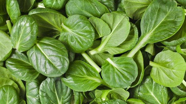 دفع سریع سنگ کلیه با یک سبزی پر خاصیت