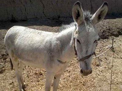 زجرکش یک الاغ با کامیون + فیلم