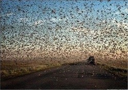 رودخانه‌ای به رنگ خون + فیلم
