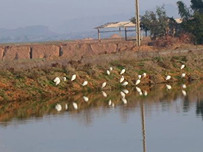 عبور پرندگان مهاجر از زمستان در شوشتر + فیلم
