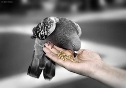 نذر چادر مشکی توسط خیاط معروف بازار بزرگ تهران + فیلم