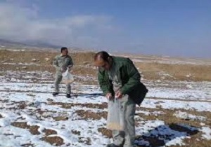 خودداری از دانه پاشی دستی برای پرندگان وحشی