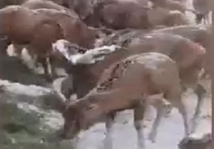 غذا دادن به قوچ‌های گرسنه در فصل سخت زمستان + فیلم
